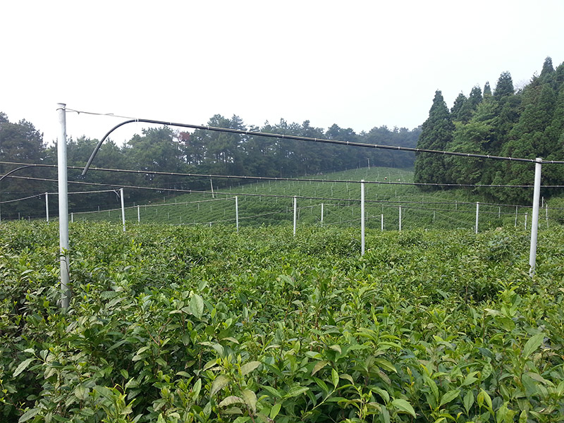 石門白云山示范基地