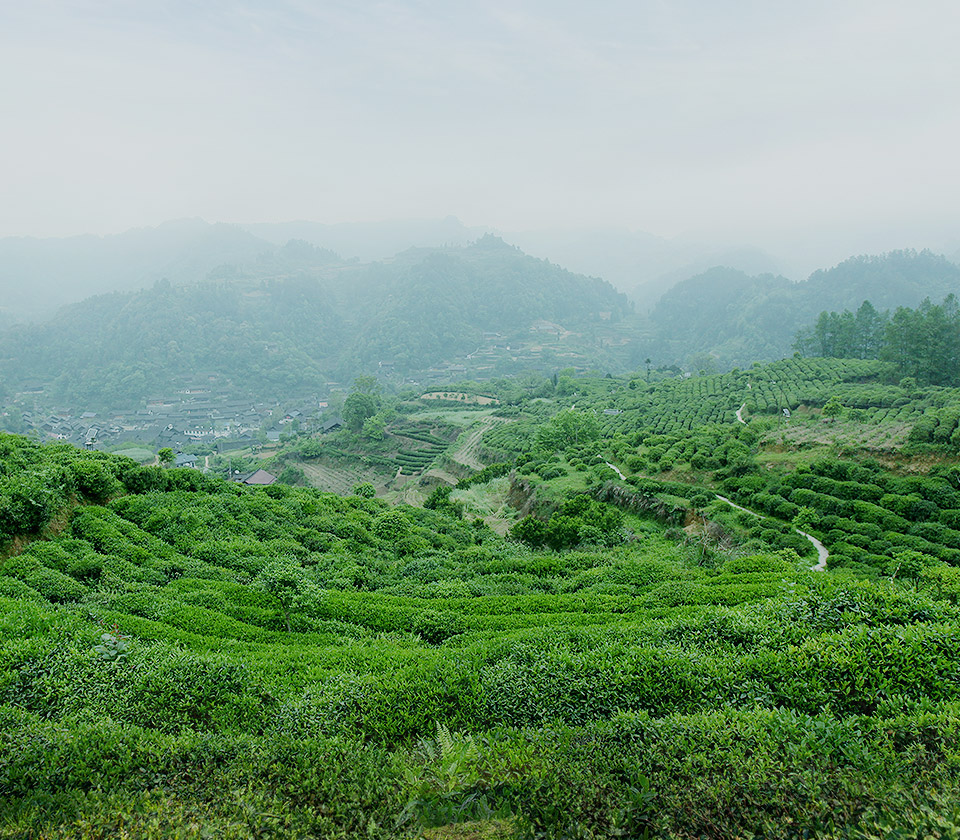 生態(tài)茶園